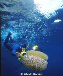 A big jellyfish Cotylorhiza tuberculata and a freediver v... by Alberto Romeo 